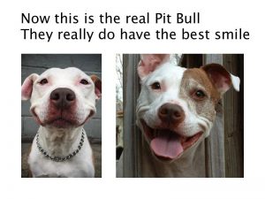 are pit bulls good house dogs